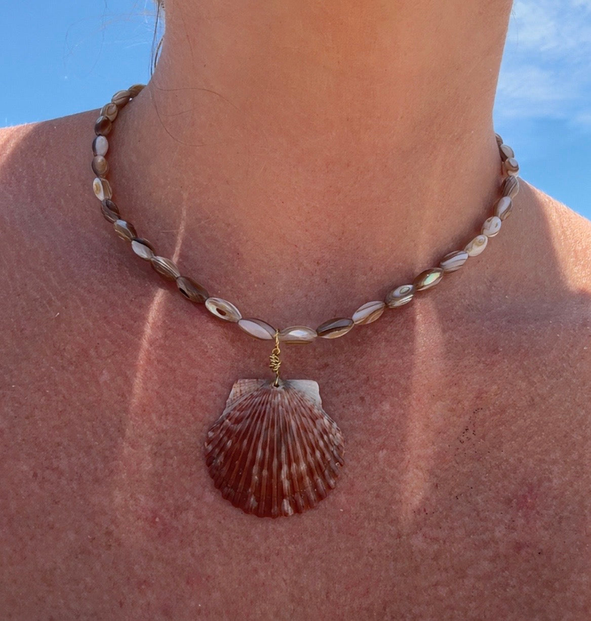 Sandbar Scallop