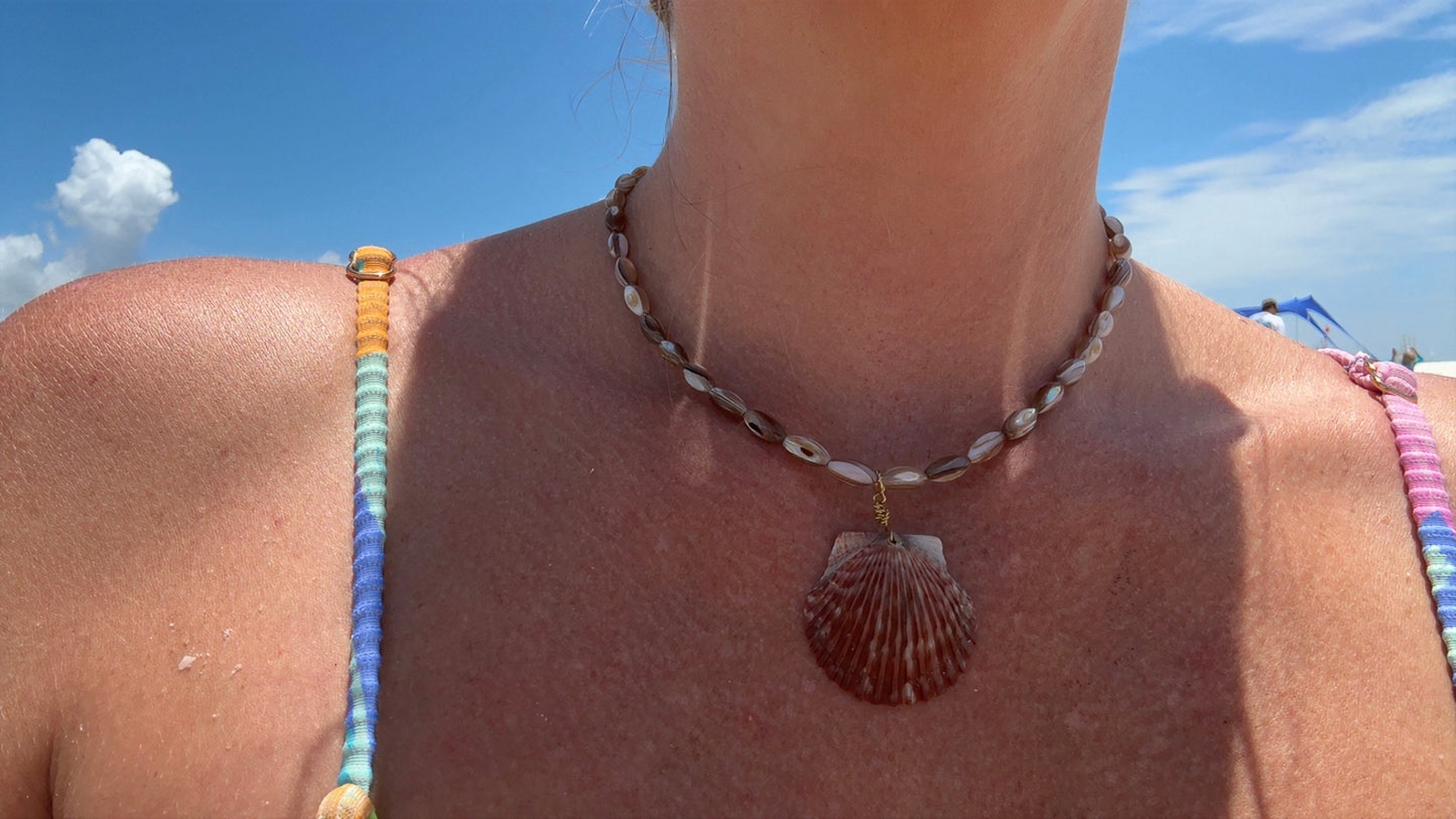 Sandbar Scallop